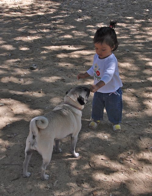 Rio and Sheba have fun with Daisy
