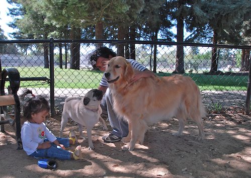 Rio and Sheba have fun with Daisy