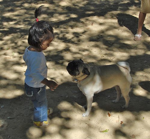 Rio and Sheba have fun with Daisy
