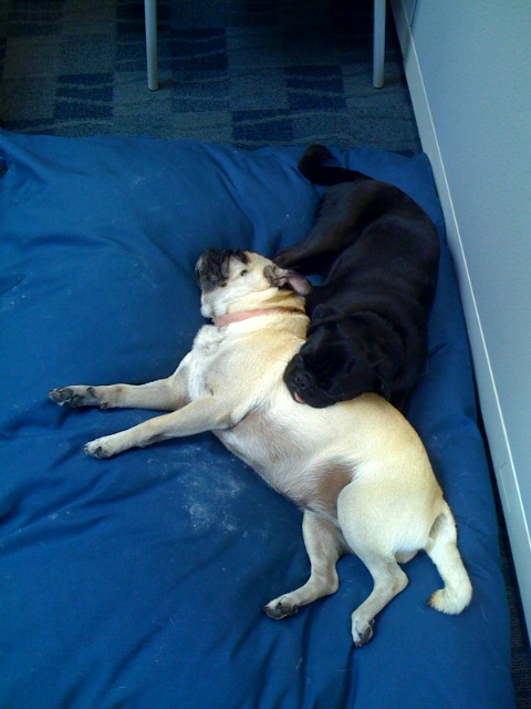 Rio and Sheba Resting