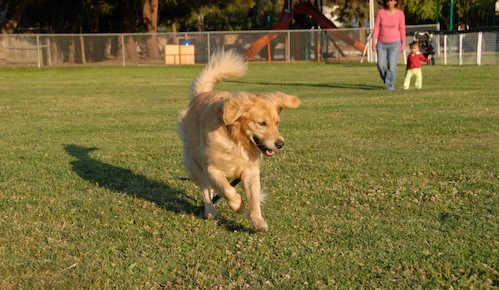 Palo Alto Dog Park Gang