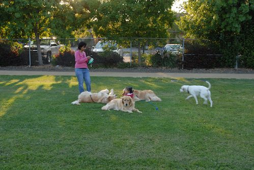 Palo Alto Dog Park Gang