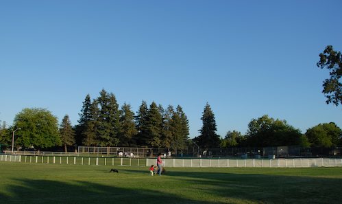 Palo Alto Dog Park Gang