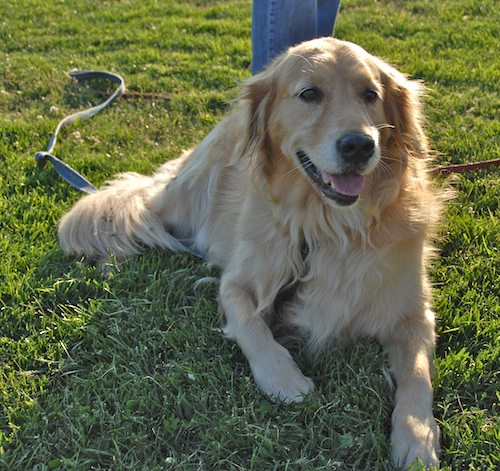 Palo Alto Dog Park Gang