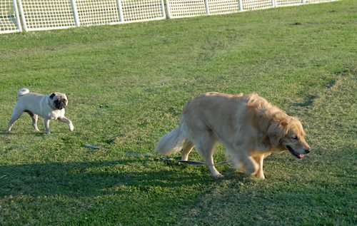 Palo Alto Dog Park Gang