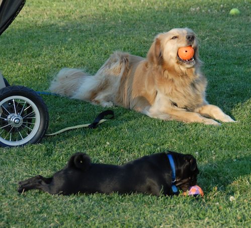 Palo Alto Dog Park Gang
