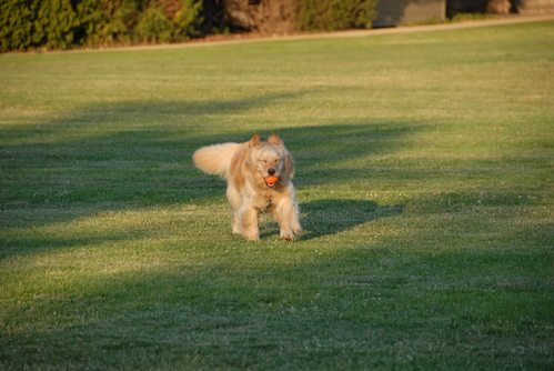 Palo Alto Dog Park Gang
