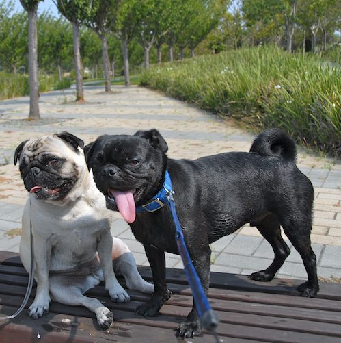 Sheba and Rio have fun at the Water Park & Trash Mountain