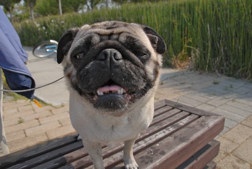 Sheba and Rio have fun at the Water Park & Trash Mountain