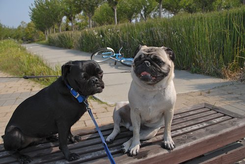 Sheba and Rio have fun at the Water Park & Trash Mountain