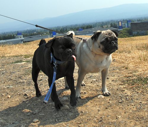 Sheba and Rio have fun at the Water Park & Trash Mountain