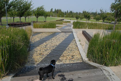 Sheba and Rio have fun at the Water Park & Trash Mountain