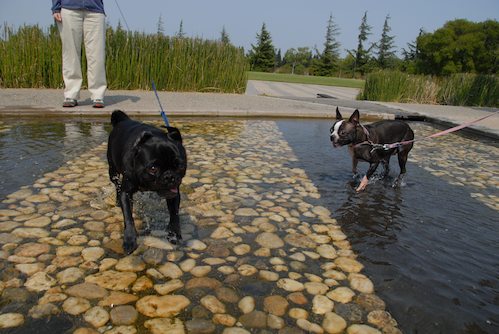Sheba and Rio have fun at the Water Park & Trash Mountain