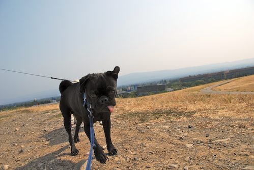 Sheba and Rio have fun at the Water Park & Trash Mountain