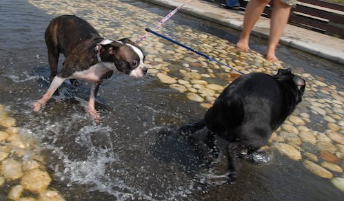 Sheba and Rio have fun at the Water Park & Trash Mountain