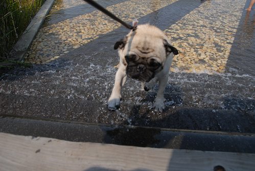 Sheba and Rio have fun at the Water Park & Trash Mountain