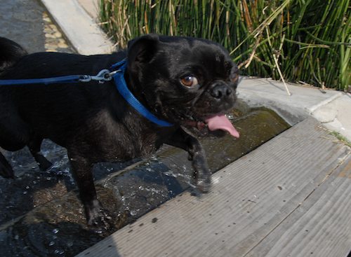 Sheba and Rio have fun at the Water Park & Trash Mountain