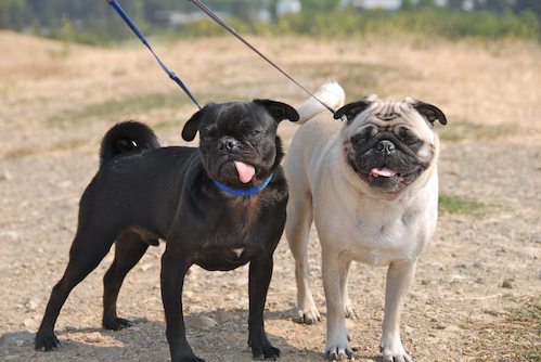 Sheba and Rio have fun at the Water Park & Trash Mountain