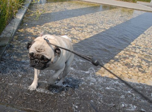 Sheba and Rio have fun at the Water Park & Trash Mountain
