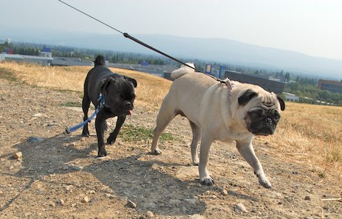 Sheba and Rio have fun at the Water Park & Trash Mountain