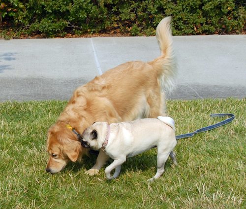 Daisy, Rio and Sheba Play