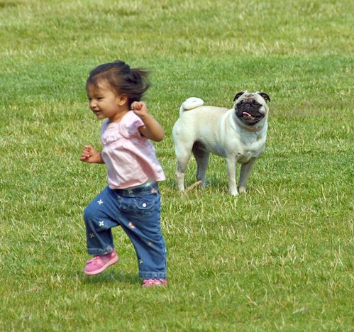 Daisy, Rio and Sheba Play