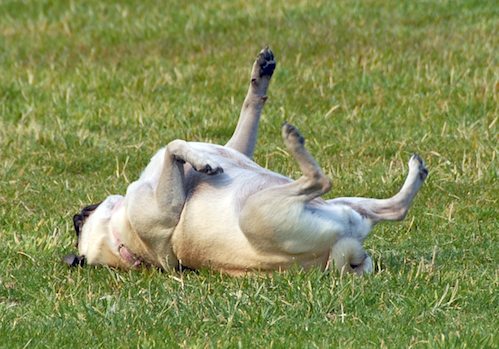 Daisy, Rio and Sheba Play