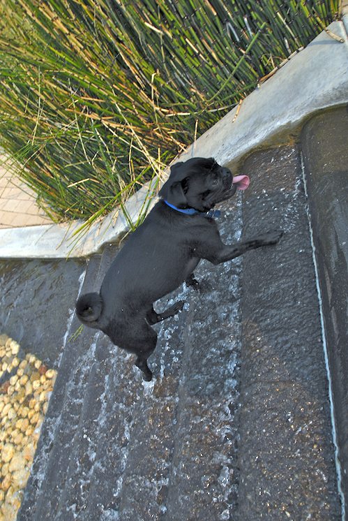 Daisy, Rio and Sheba Play