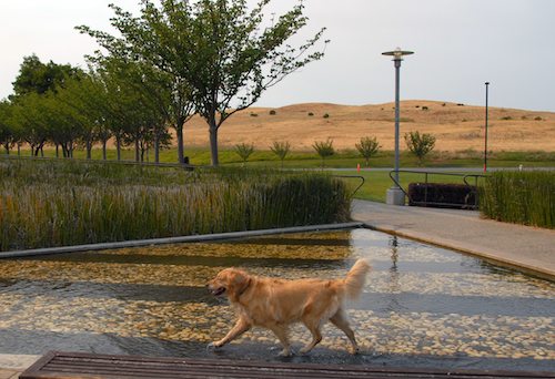 Daisy, Rio and Sheba Play