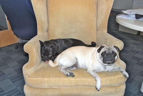 Rio and Sheba at the Office