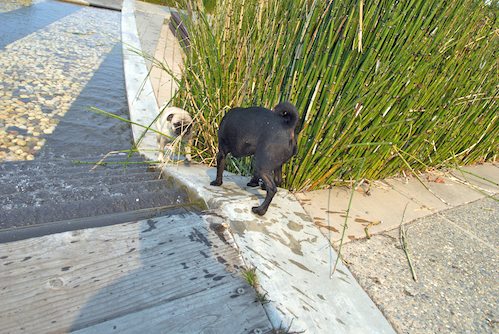 Daisy, Rio and Sheba Play