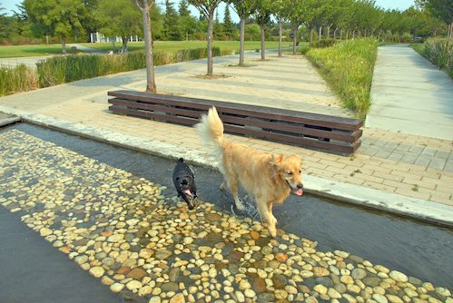 Daisy, Rio and Sheba Play