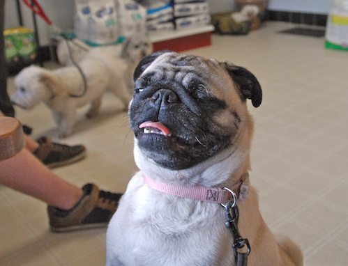 Sheba goes to the Doctor