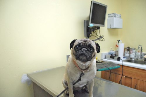 Sheba goes to the Doctor