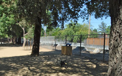 Rio and Sheba have fun with Daisy