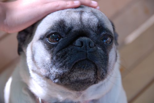 Rio and Sheba have fun with Daisy