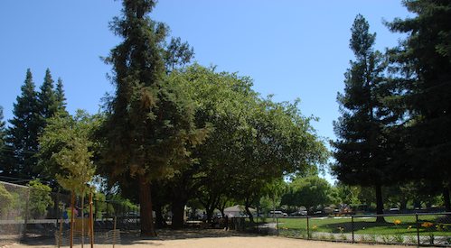 Rio and Sheba have fun with Daisy