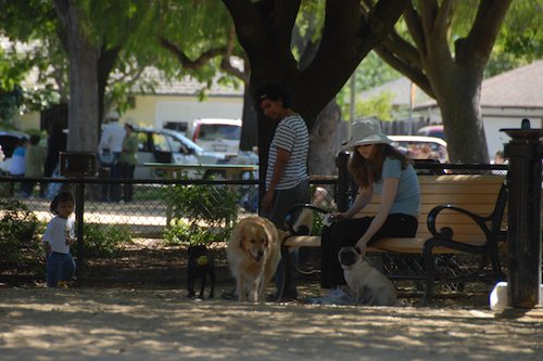 Rio and Sheba have fun with Daisy