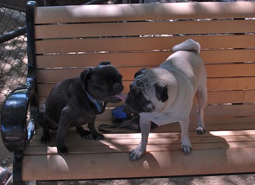 Rio and Sheba have fun with Daisy