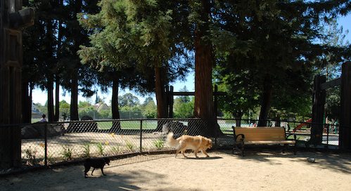 Rio and Sheba have fun with Daisy