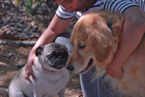 Rio and Sheba have fun with Daisy