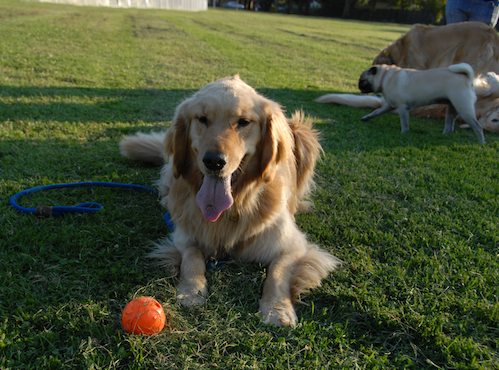 Palo Alto Dog Park Gang