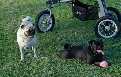 Palo Alto Dog Park Gang