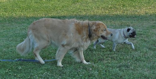 Palo Alto Dog Park Gang