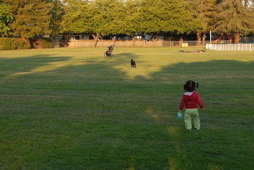 Palo Alto Dog Park Gang