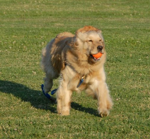 Palo Alto Dog Park Gang