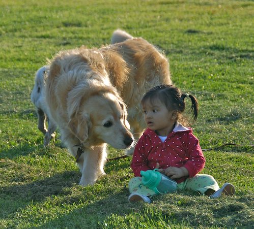 Palo Alto Dog Park Gang
