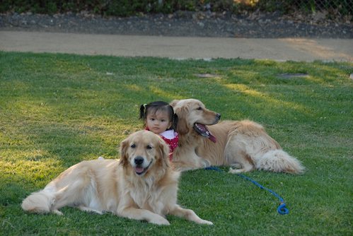Palo Alto Dog Park Gang