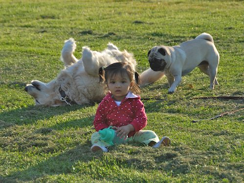 Palo Alto Dog Park Gang