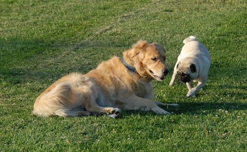 Palo Alto Dog Park Gang